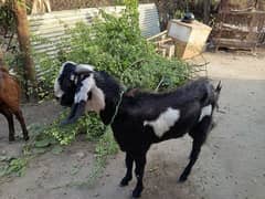 desi bakray