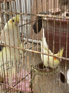 Cocktail parrots for sale