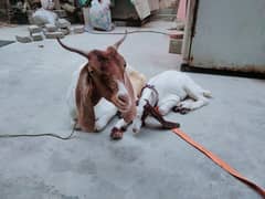 bakri