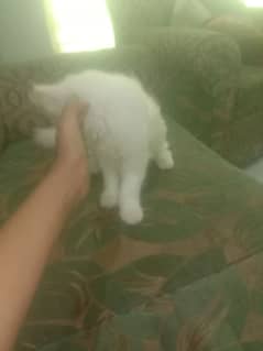 female cat Park avenue nice condition good habits