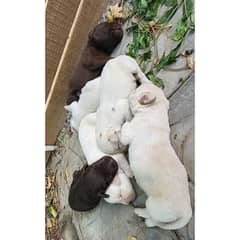 Labrador