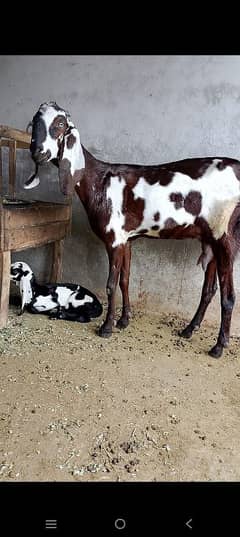 Dasi bakri