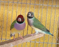 Lady Goldian pair