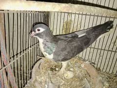 kabotar