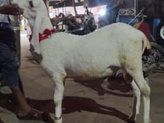 pure Larkana dumba | Bakra | Kajla Chatra | Dumba | Layla | چھترا