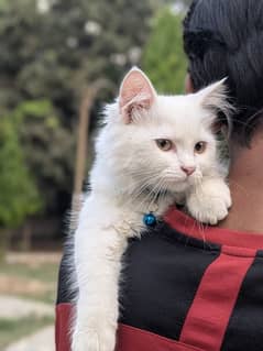 Persian Cat 3 month age.