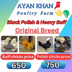 Golden Buff | White Buff | polish chicks | buff chicks | heavy Buff