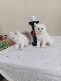 Persian cat