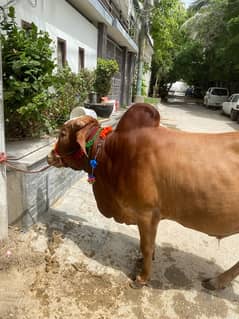 cow nukra 2dant