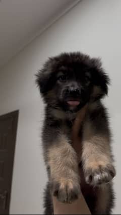 German Shepherd pups Double Coat