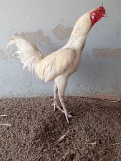 White Aseel Heera Male
