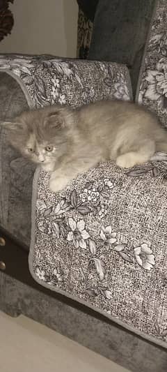 Persian cat triple cost doll face pair