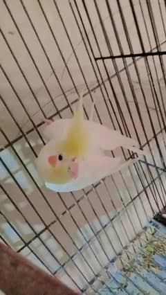 Cocktail Male