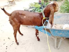 out class female goat