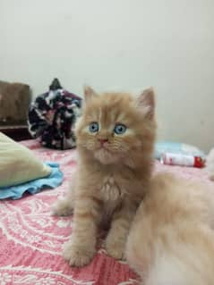 Persian cats