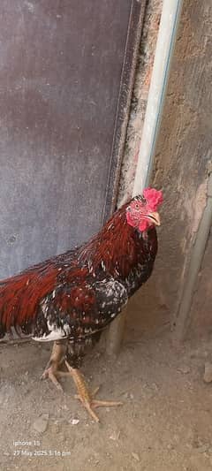 aseel first class murge for sell