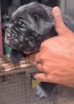 cane
