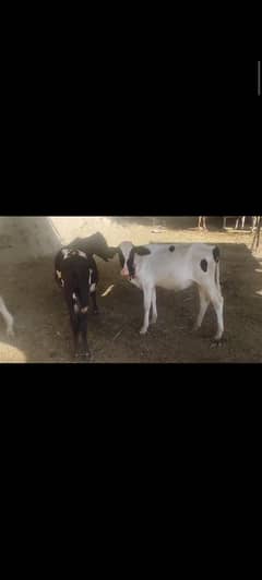 Fresian Cross Heifers