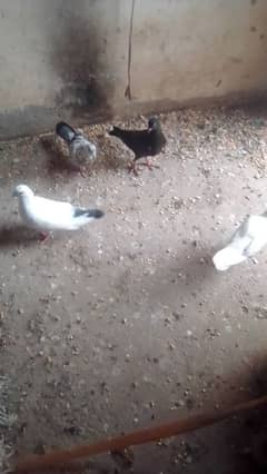 6 kabutr meil fimel