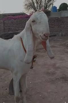 Rajan
