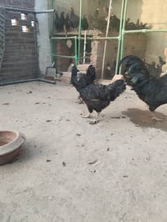 Ayam