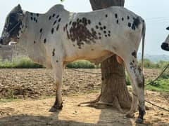 2 dant donda wehra qurbani 2025 bull