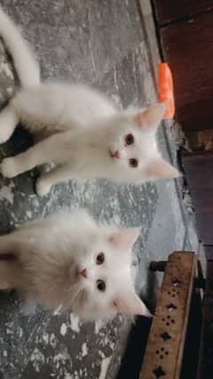  Kittens for sale