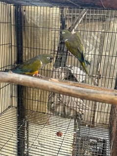 Pentagon Parrot Breeding Pair for Sale – Proven Breeders