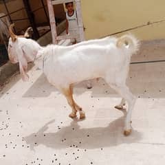 bakary