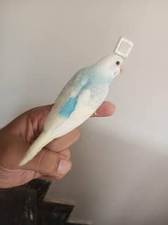 High Quality Rainbow Budgies For Sale