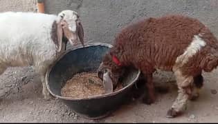 Cross Turkey Sheep Pair