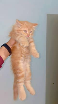 Persian kitten 2 months old