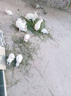 Rabbits For sale Only Female