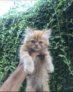 GINGER KITTEN | CAT | GOLDEN
