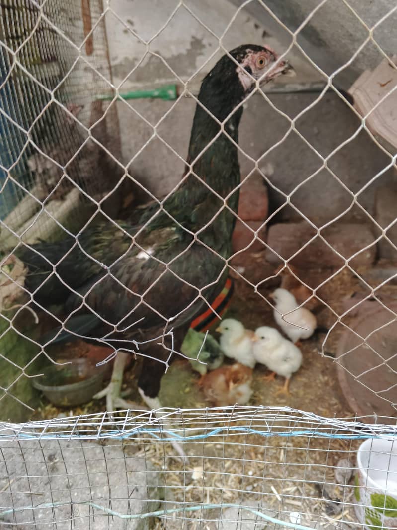thai aseel hen and thai chiks 4