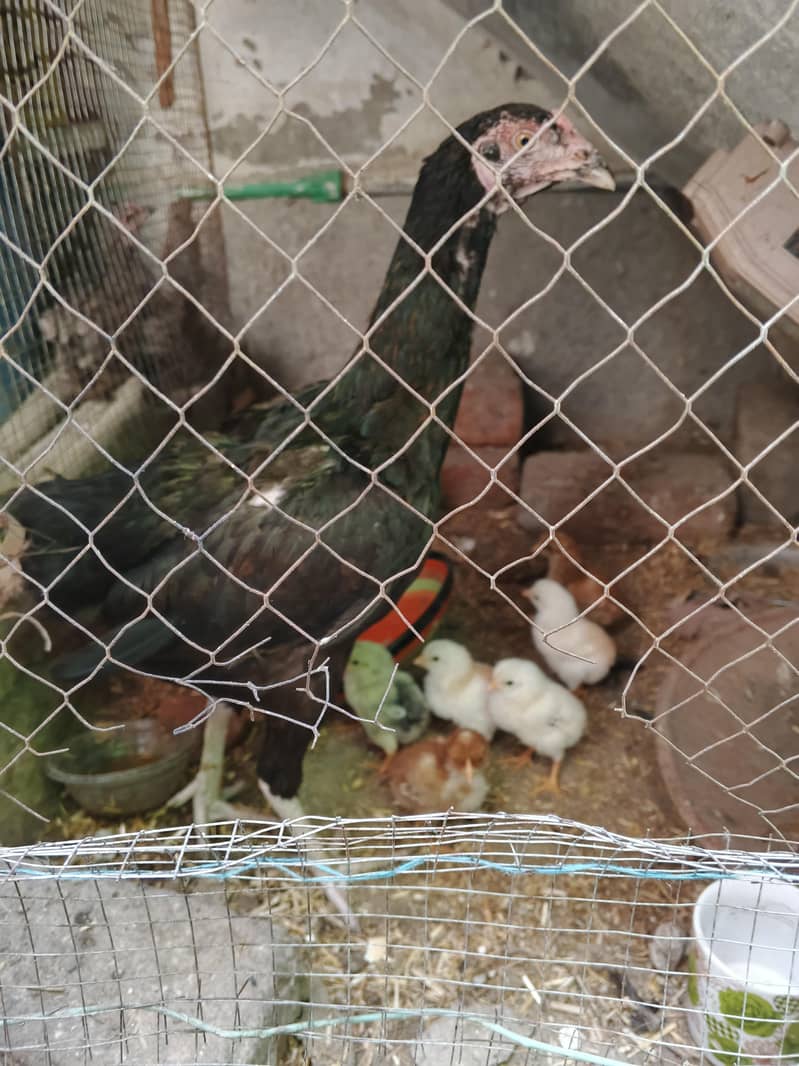 thai aseel hen and thai chiks 5