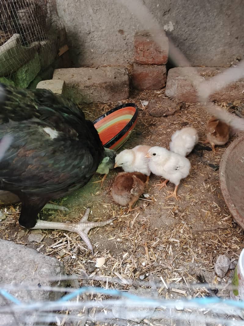 thai aseel hen and thai chiks 6