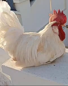 Hens