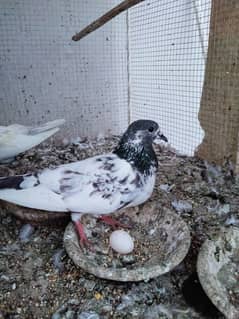 High flyer pigeon