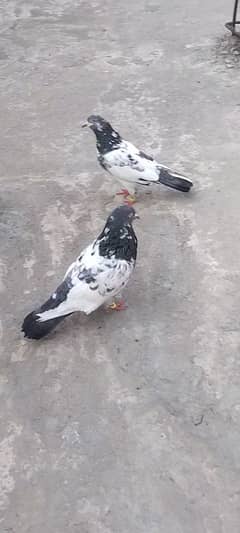 pair sale