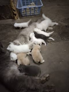 pure Persian baby kittens