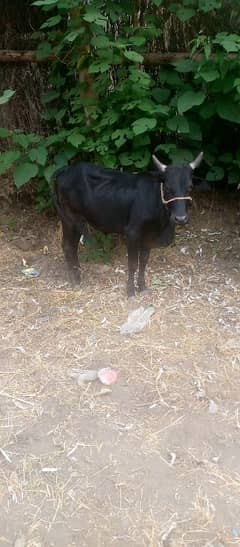 Qurbani