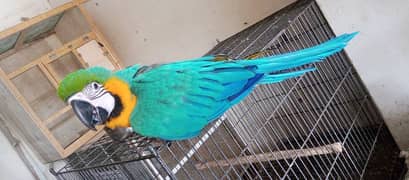 blue gold and green Wing makaeo