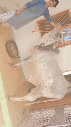 QURBANI BACHRA 2 DANT