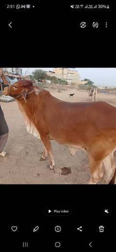 sahiwal