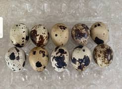 Quail