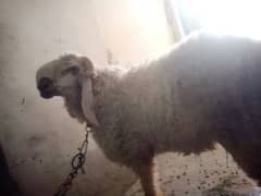 sheep