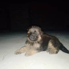 long cot top quality feamale puppy