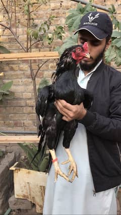 Lasani chicks