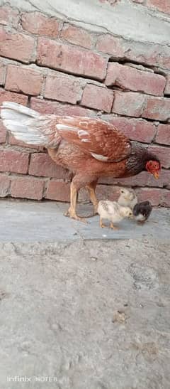 home bread h yellow nok nali main h
